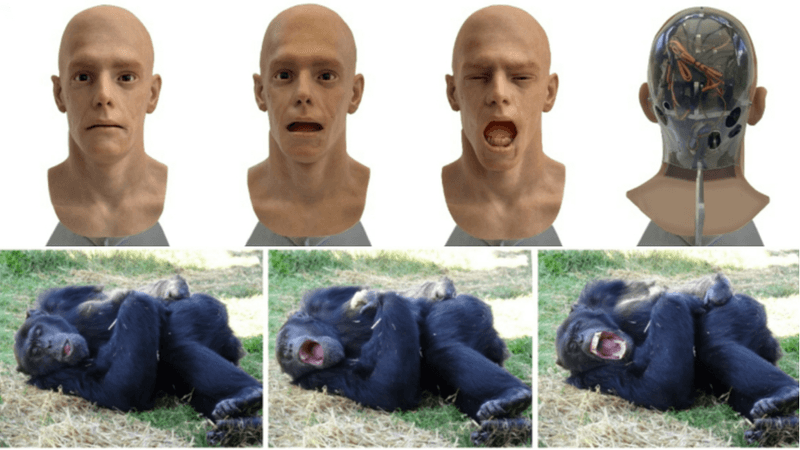 android head yawning and chimp yawning in response