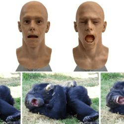 android head yawning and chimp yawning in response
