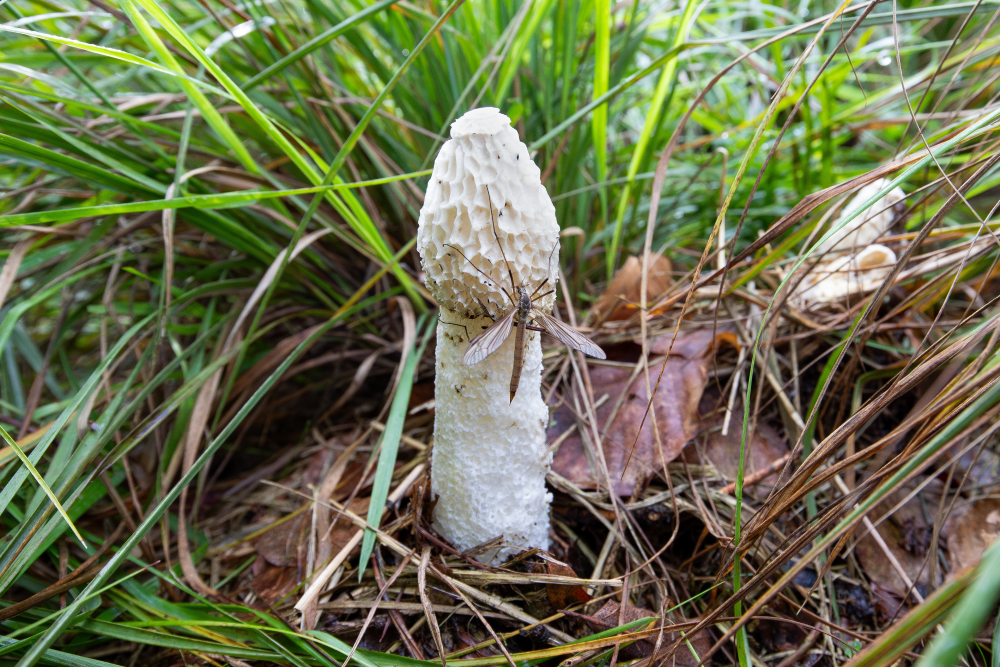 a crane fly on a stinkhorn mushroom a crane fly on a stinkhorn mushroom