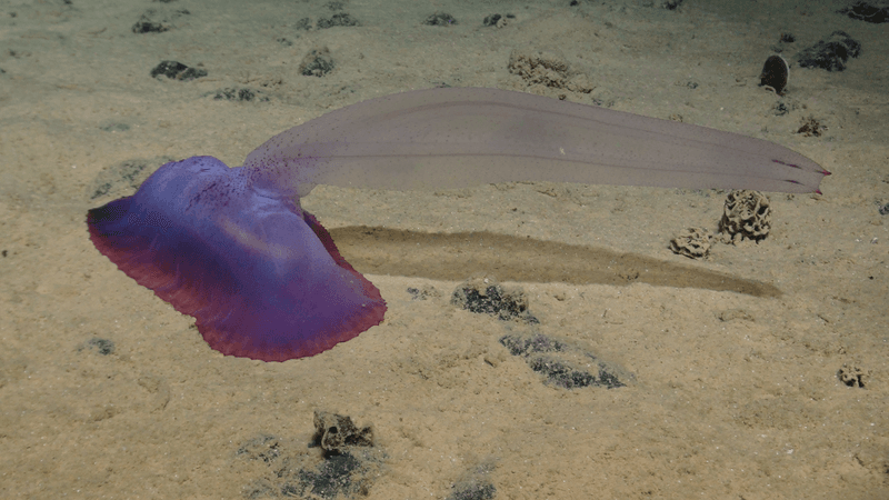 a sea cucumber on the seabed clarion-clipperton zone is has a pink body and large tube coming off of it