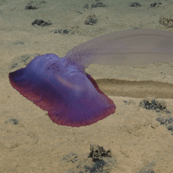 a sea cucumber on the seabed clarion-clipperton zone is has a pink body and large tube coming off of it