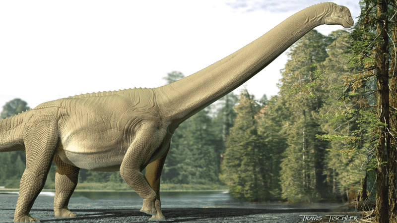 Artist impression of Diamantinasaurus matildae feeding.