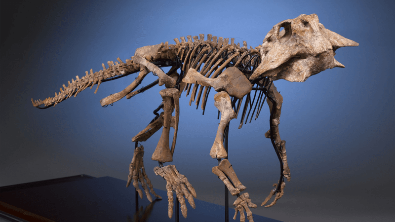 a psittocosaurus skeleton, some think bony spurs on its skull may have been for muscular attachment connecting the zygoma to mandible