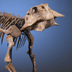 a psittocosaurus skeleton, some think bony spurs on its skull may have been for muscular attachment connecting the zygoma to mandible