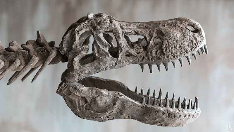 A fossil of a T Rex skull.