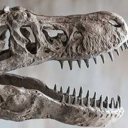 A fossil of a T Rex skull.