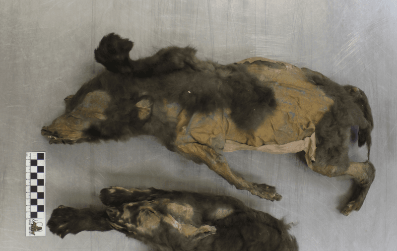 The Tumat Puppies were recently studied by researchers based in Belgium, Canada, Denmark, Germany, Russia, and Sweden   