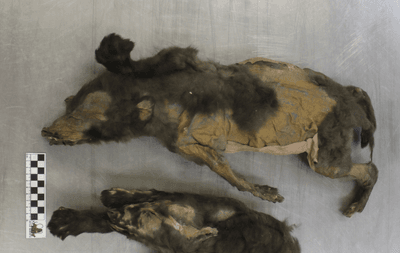 The Tumat Puppies were recently studied by researchers based in Belgium, Canada, Denmark, Germany, Russia, and Sweden   