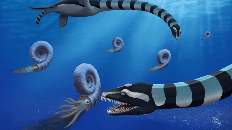 Two individuals of Traskasaura sandrae hunt the ammonite Pachydiscus in the northern Pacific during the Late Cretaceous. Traskasaura sandrae, named today in the Journal of Systematic Paleontology, was declared the Provincial Fossil of British Columbia in 2023
