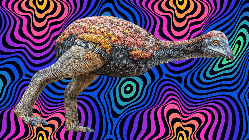 drawing of extinct elephant bird, a massive, flightless bird with no tail and really big legs, against a trippy, swirly background in purples, blues, greens and yellows
