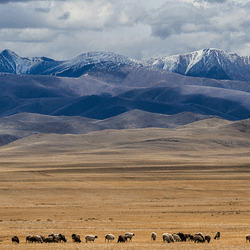 The beautiful badlands of the Eurasian Steppe in Western Mongolia.