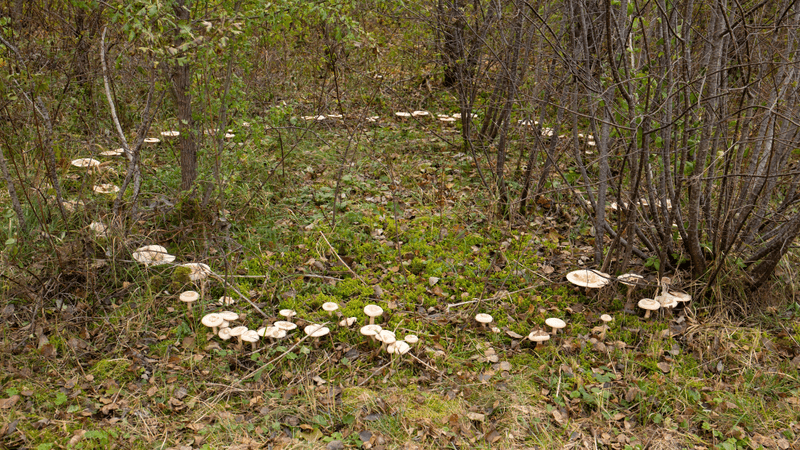 a fairy ring of mushrooms in a circle