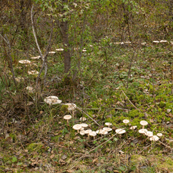 a fairy ring of mushrooms in a circle