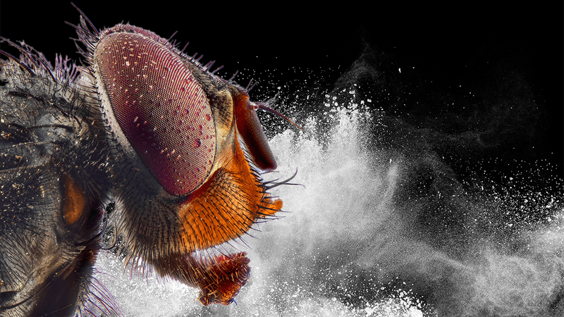 a macro shot of a fly's head in front of some white powder that looks like cocaine