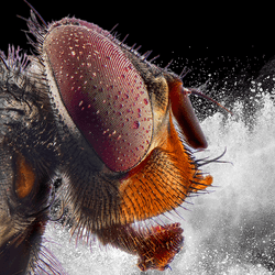 a macro shot of a fly's head in front of some white powder that looks like cocaine