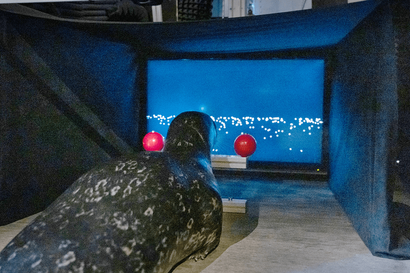 A seal lies on its stomach looking at a screen with white dots. On the left and right of the seal are two red balls.