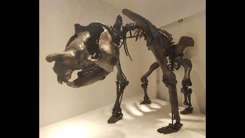 Skeletal mount of Zygomaturus trilobus at the Melbourne Museum