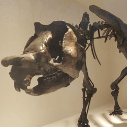 Skeletal mount of Zygomaturus trilobus at the Melbourne Museum