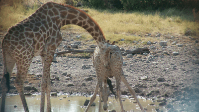 giraffe flehmen