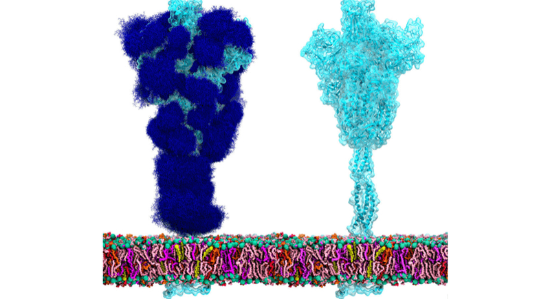 A coronavirus stalk with glycans (left) is much harder for the immune system to fight than if a vaccine can force their removal (right)