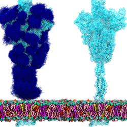 A coronavirus stalk with glycans (left) is much harder for the immune system to fight than if a vaccine can force their removal (right)
