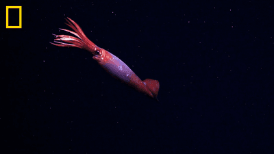 Gonatus antarcticus