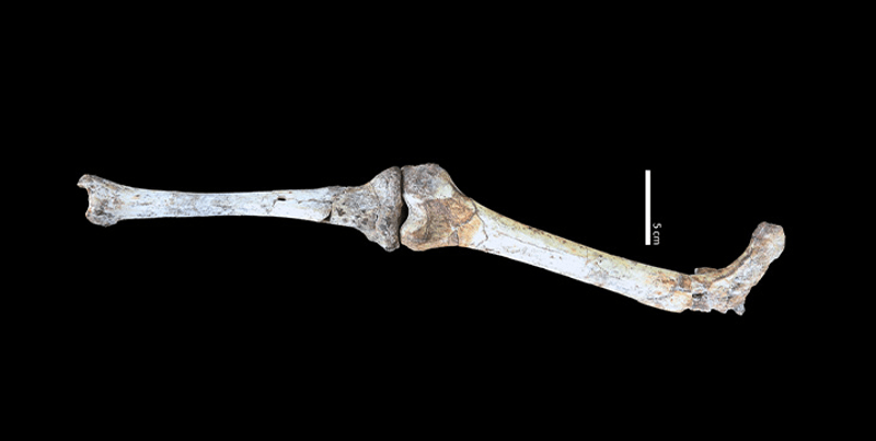 These hip, thigh and shin bones, which are indeed connected, reveal Paranthropus robustus walked upright but not tall