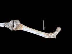 These hip, thigh and shin bones, which are indeed connected, reveal Paranthropus robustus walked upright but not tall