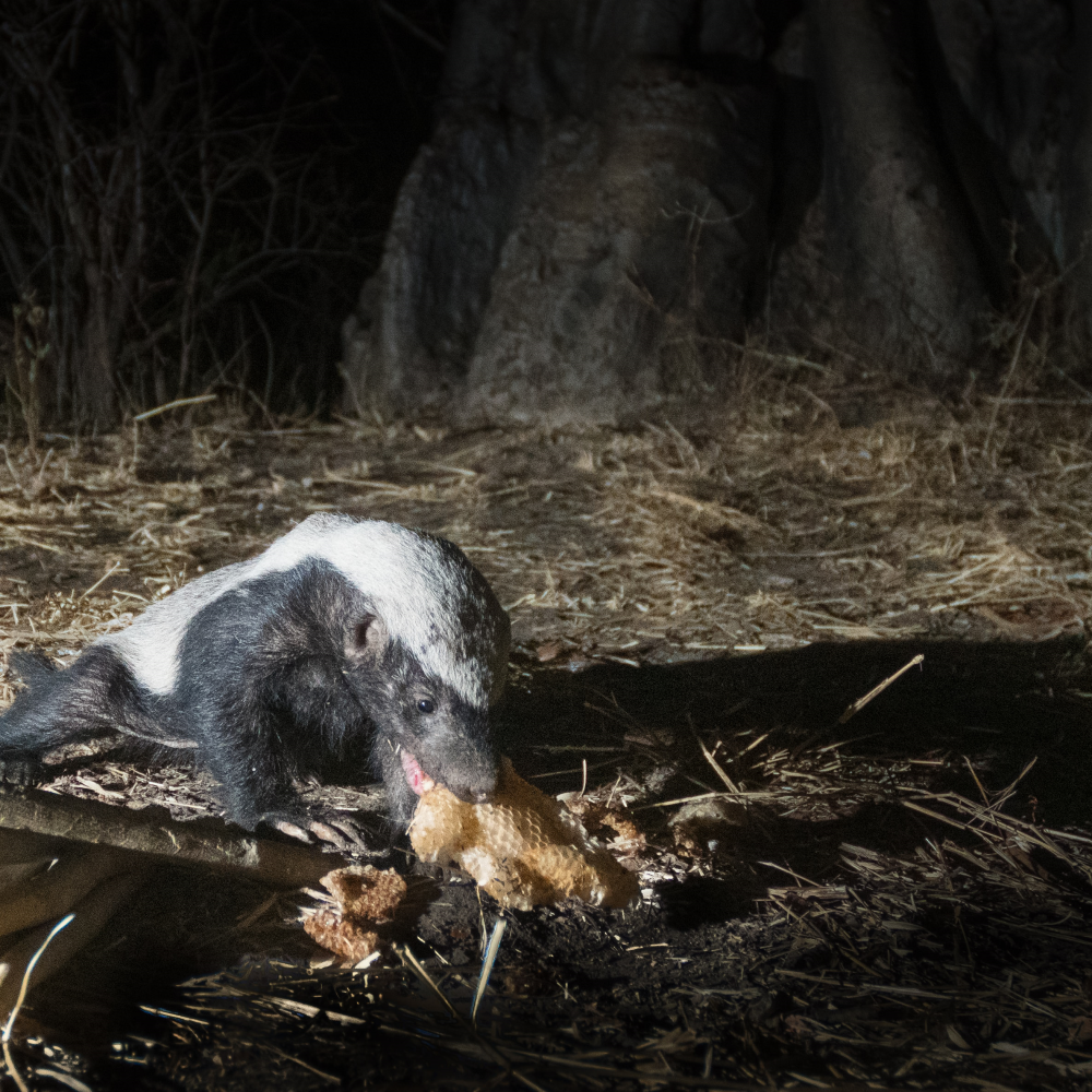 honey badger honeyguide honey badger honeyguide
