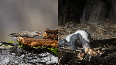 honeyguide