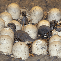 a nest of baby dinosaurs, several hatchlings have already popped out of their eggs