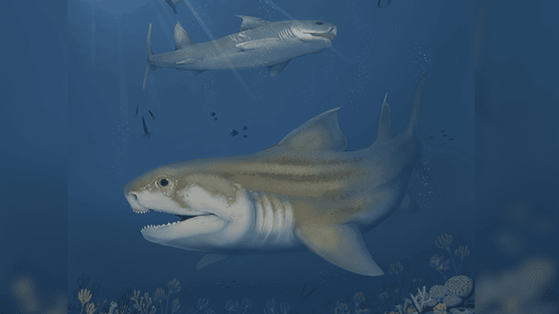 Illustration of Glikmanius careforum and Troglocladodus trimblei