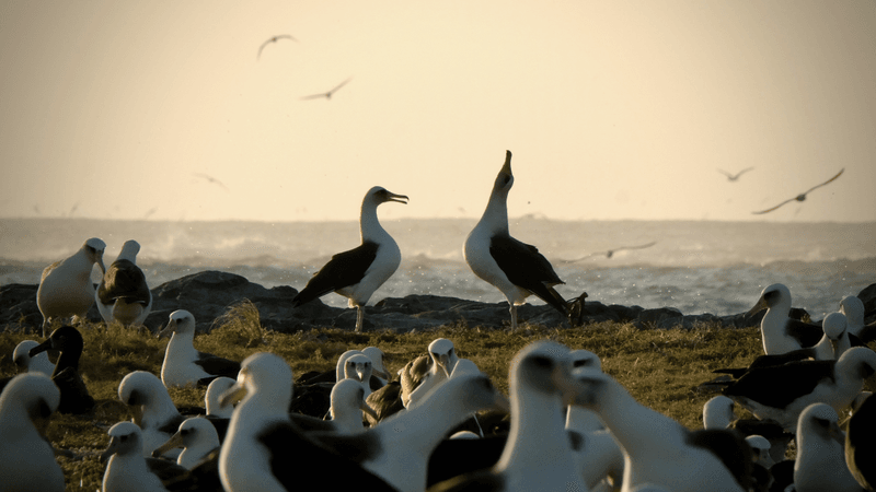a laysan albatross pair dancing