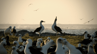 a laysan albatross pair dancing