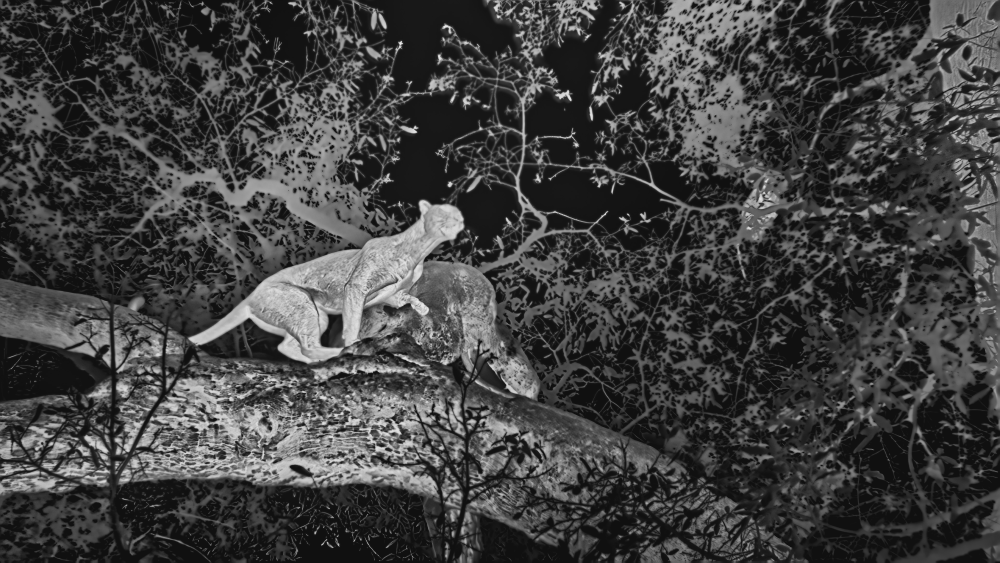 leopard hunting baboons at night