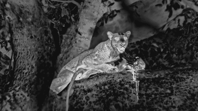 leopard hunting at night