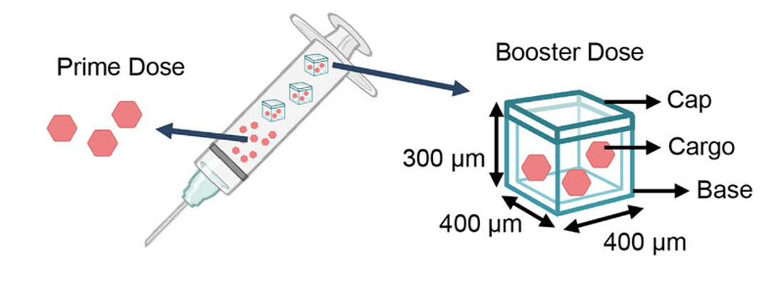 schematic showing a syringe containing prime doses of vaccine as red hexagons, and blue cubes containing more red hexagons to represent the microparticles. On the right is a zoomed-in view of the blue cubes, with the dimensions and components labelled.
