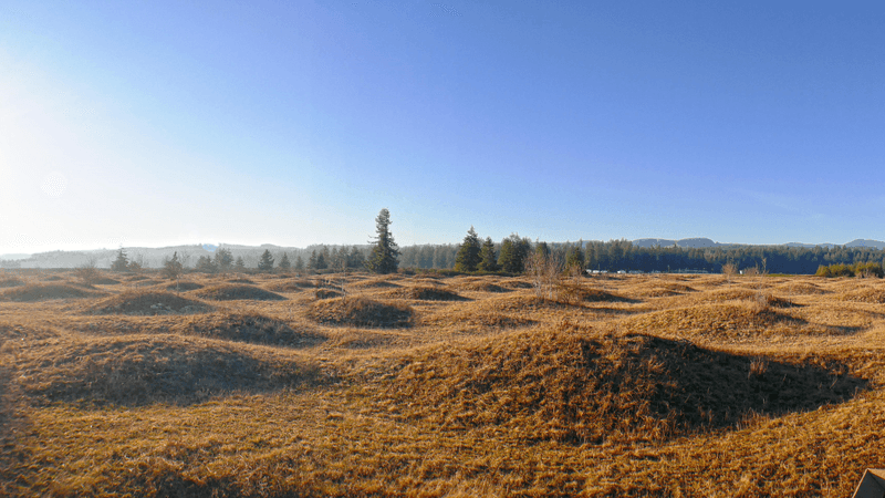 a cluster of mima mounds, meters-tall hillocks gathered in a field
