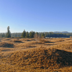 a cluster of mima mounds, meters-tall hillocks gathered in a field