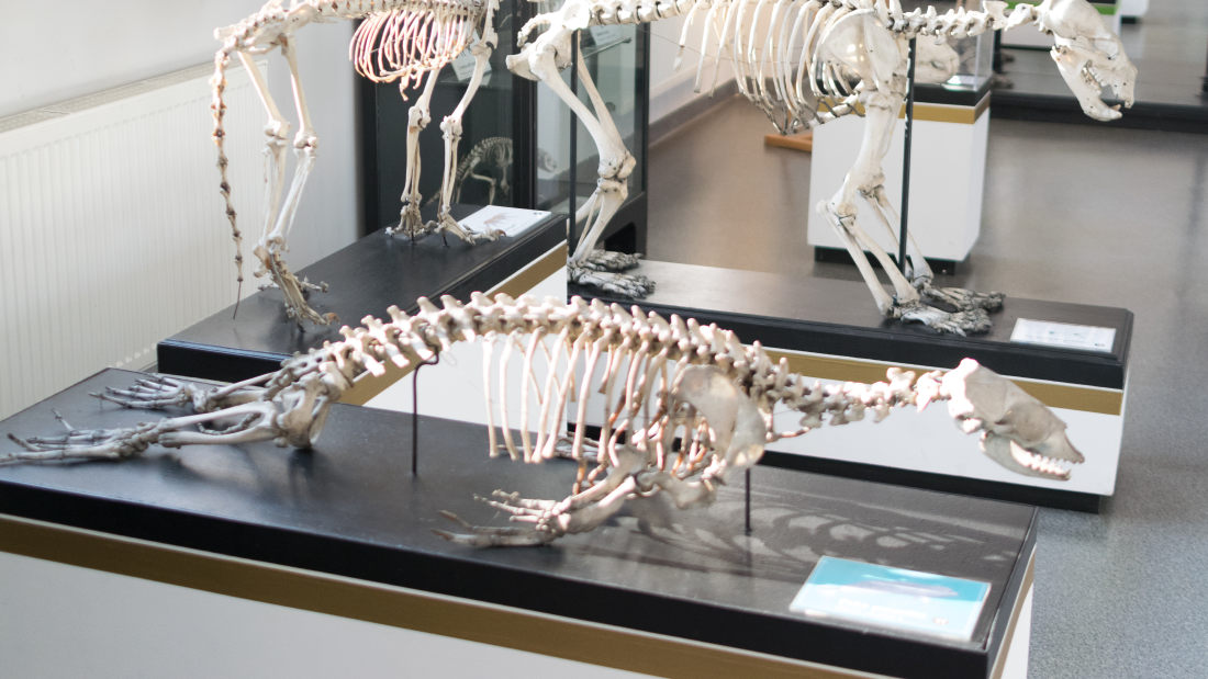 a pinniped skeleton without its penis bone