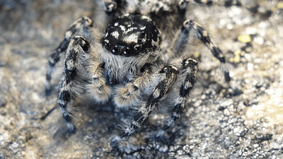 a grey and black fuzzy jumping spider on a rock