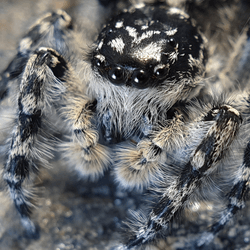 a grey and black fuzzy jumping spider on a rock