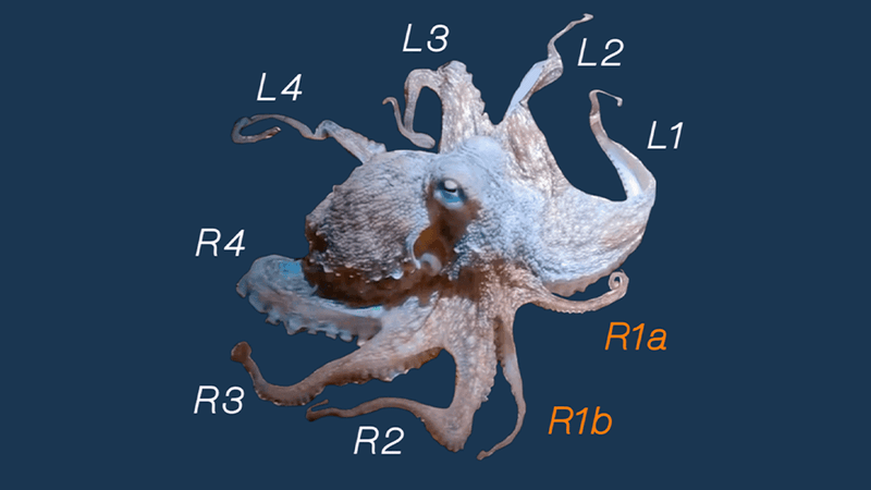 Photo of the male octopus displaying terminology used for arms, with bifurcated R1 arms in orange.