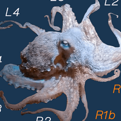 Photo of the male octopus displaying terminology used for arms, with bifurcated R1 arms in orange.