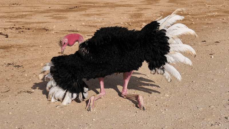 an ostrich down on its four knees