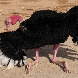 an ostrich down on its four knees