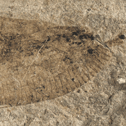 fossil parasite thorny-headed worm