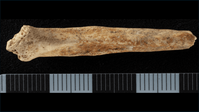Dog baculum (penis bone) stained with red ochre on the dorsal surface of the bone.