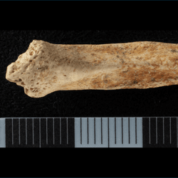 Dog baculum (penis bone) stained with red ochre on the dorsal surface of the bone.