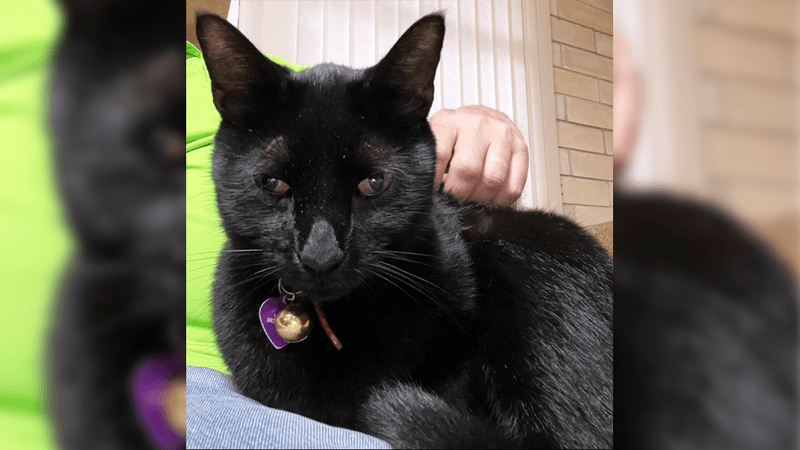 close up of a black cat sitting in owner's lap
